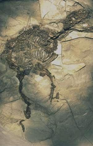 Trächtige Urpferdstute - Propalaeotherium voigti